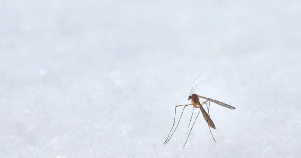 Comment se débarrasser des Moustiques dans la chambre à coucher