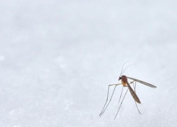 Comment se débarrasser des Moustiques dans la chambre à coucher