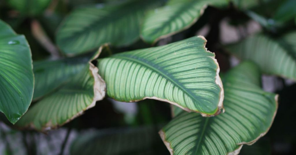 COUP DE SOLEIL SUR LES PLANTES : CE QU'IL FAUT FAIRE IMMÉDIATEMENT