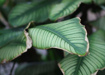 COUP DE SOLEIL SUR LES PLANTES : CE QU'IL FAUT FAIRE IMMÉDIATEMENT