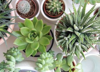 LES PLANTES SUCCULENTES