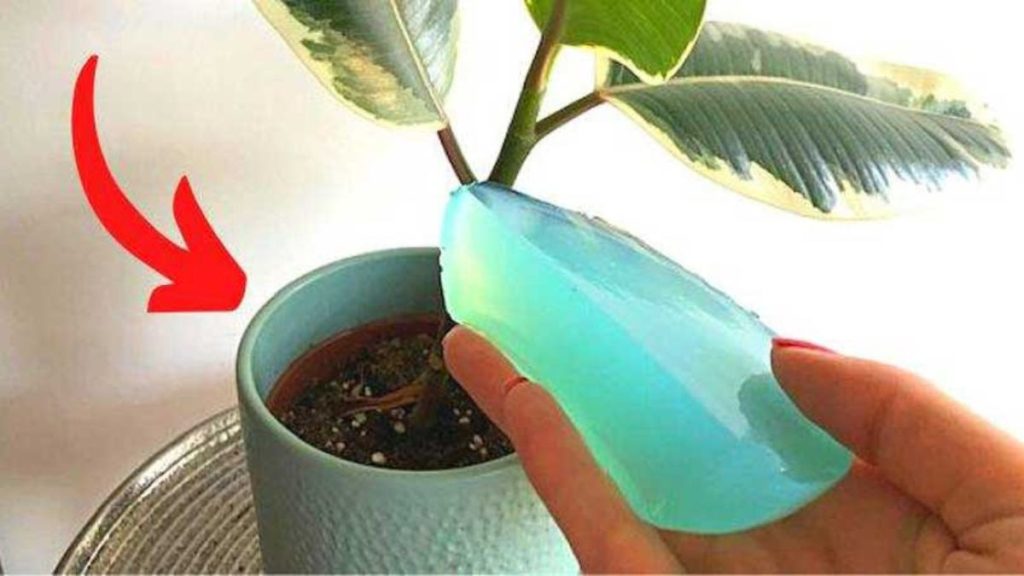 Préparez un gel d'arrosage en 2 minutes pour arroser vos plantes.