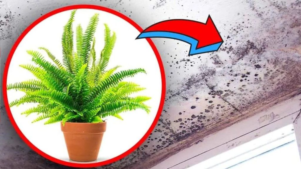 4 plantes d’intérieur qui élimine l’humidité et évite le risque de moisissure dans la maison