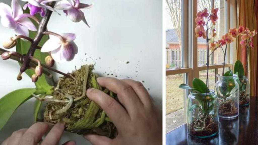 Comment soigner les orchidées pour qu'elles fleurissent chaque année ?