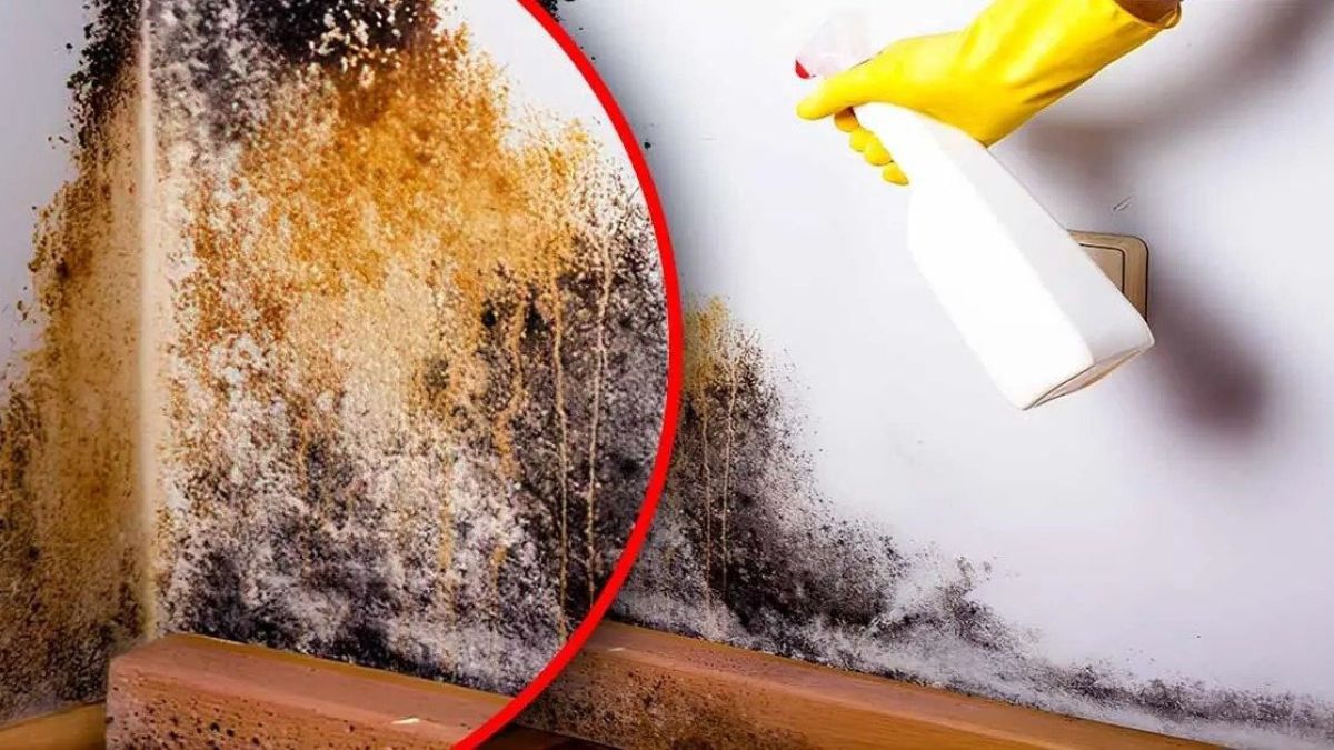 L'astuce naturelle pour éliminer la moisissure de la maison : elle disparaît en 1 heure sans produit chimique