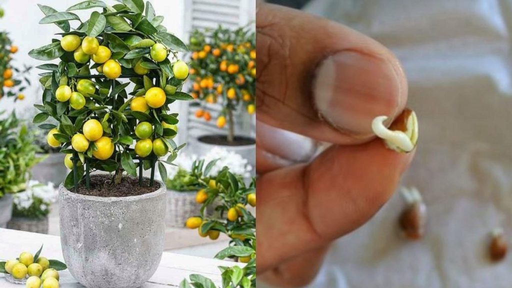 Comment faire pousser un citronnier à partir de pépins?