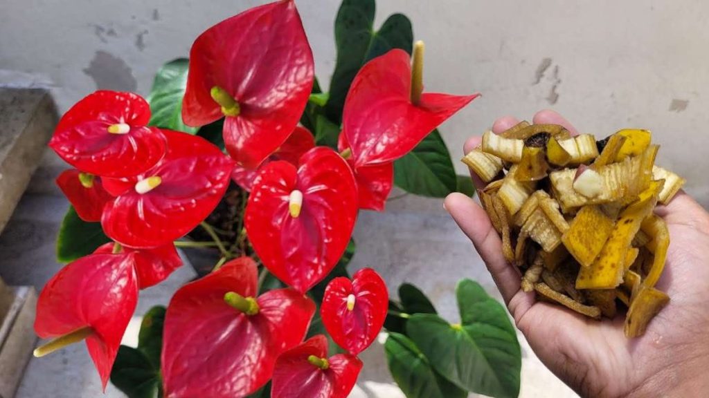 Fleurissez toujours l'anthurium avec ce puissant engrais naturel