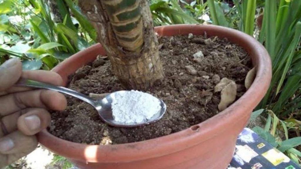 Seulement 1 cuillère à café sous n'importe quelle plante suffit pour que vos plantes fleurissent