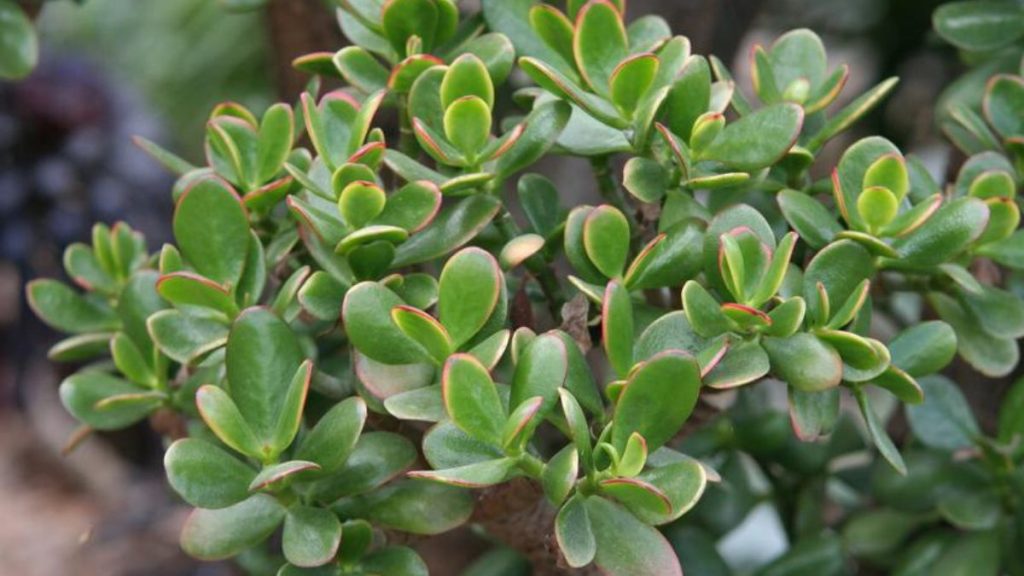 Comment entretenir mon arbre de Jade (Crassula Ovata)