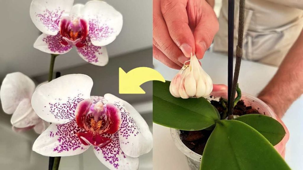 Comment faire refleurir une orchidée ?