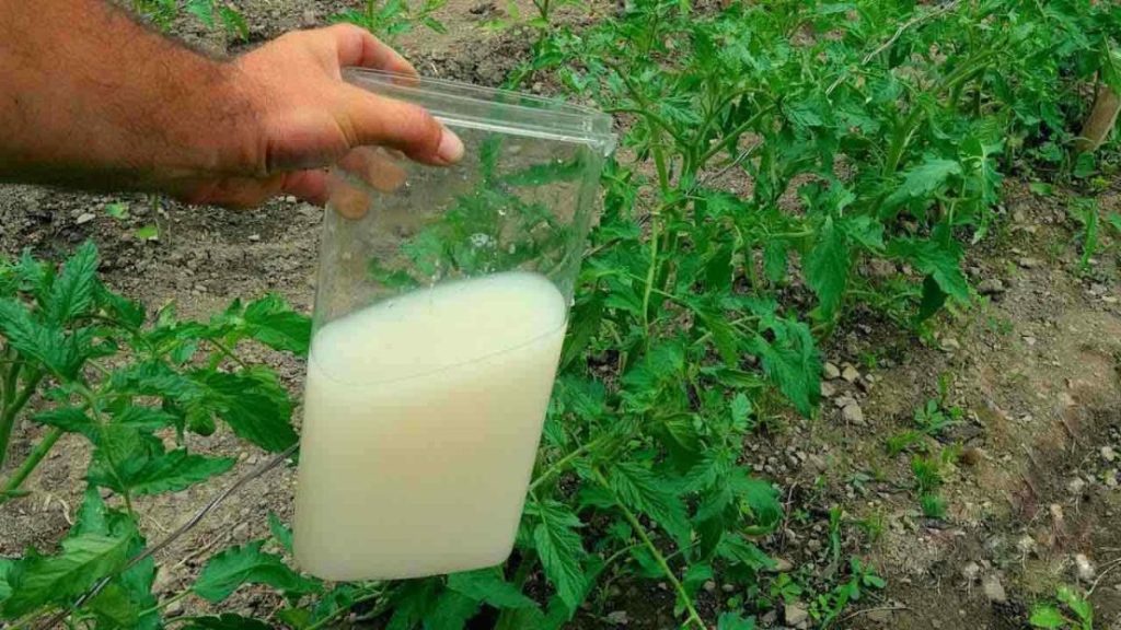 Quel engrais naturel utiliser au jardin et au potager ?