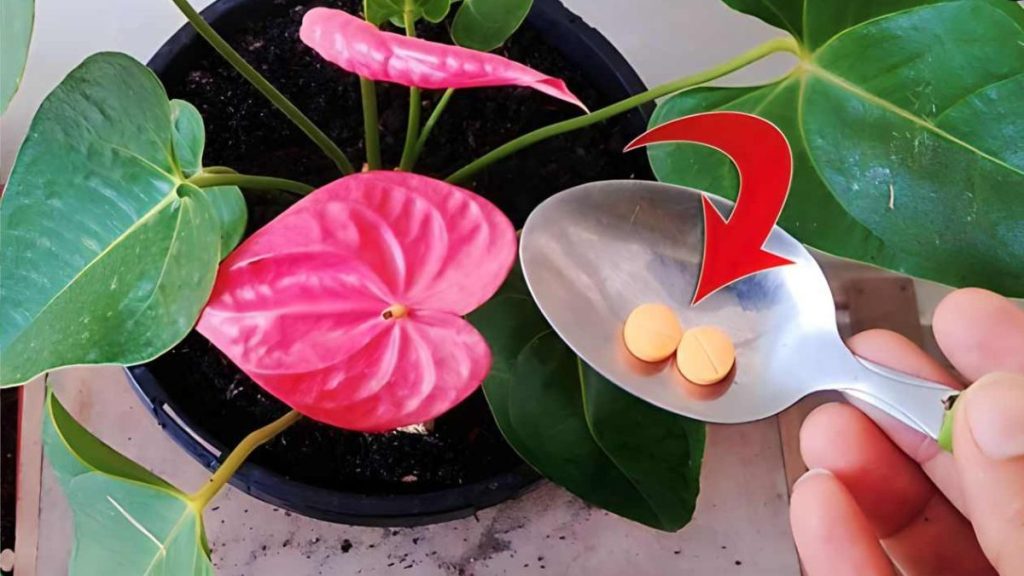 Anthurium : culture et entretien pour une belle floraison