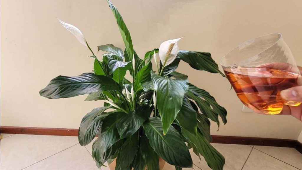 Pourquoi les fleurs de My Peace Lily deviennent-elles vertes