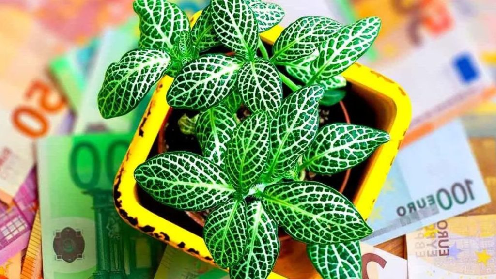 Plantes d'intérieur : 4 variétés qui apportent la fortune